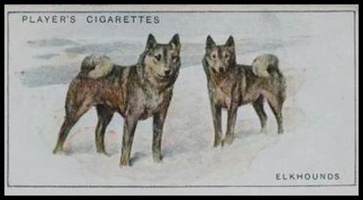 13 Elkhounds